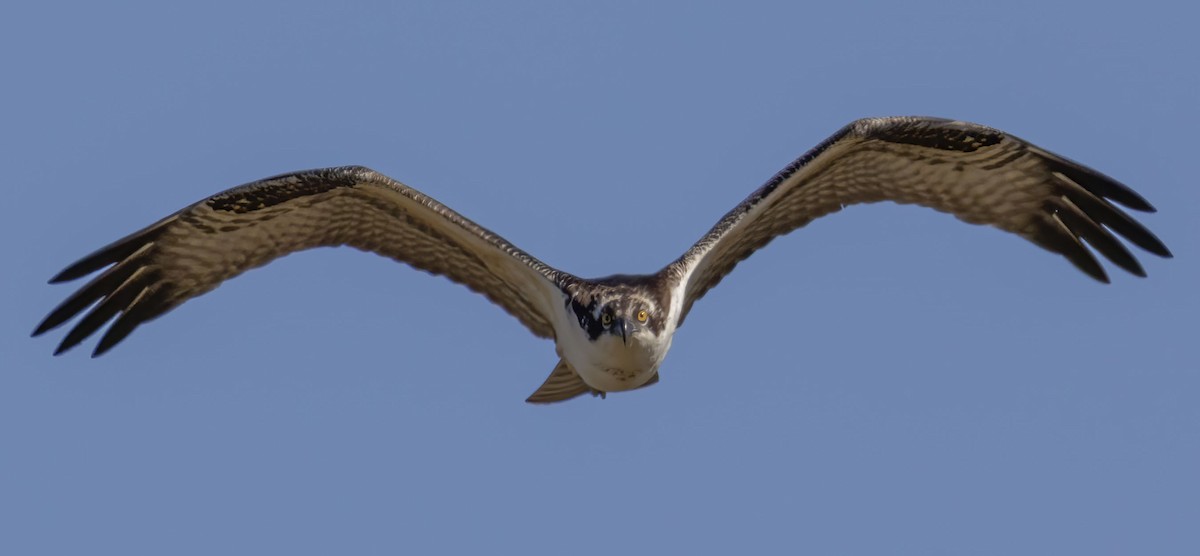 Osprey - ML643887439