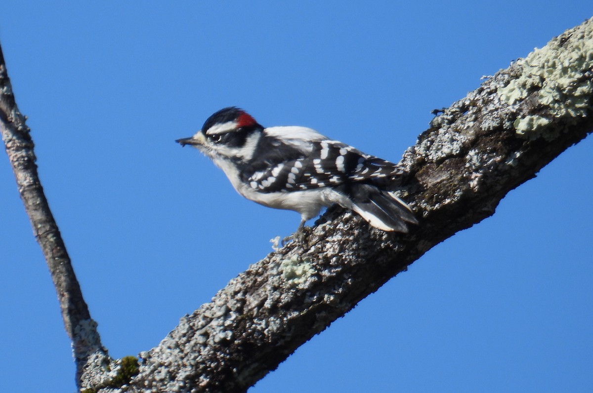 Downy Woodpecker - ML643887440