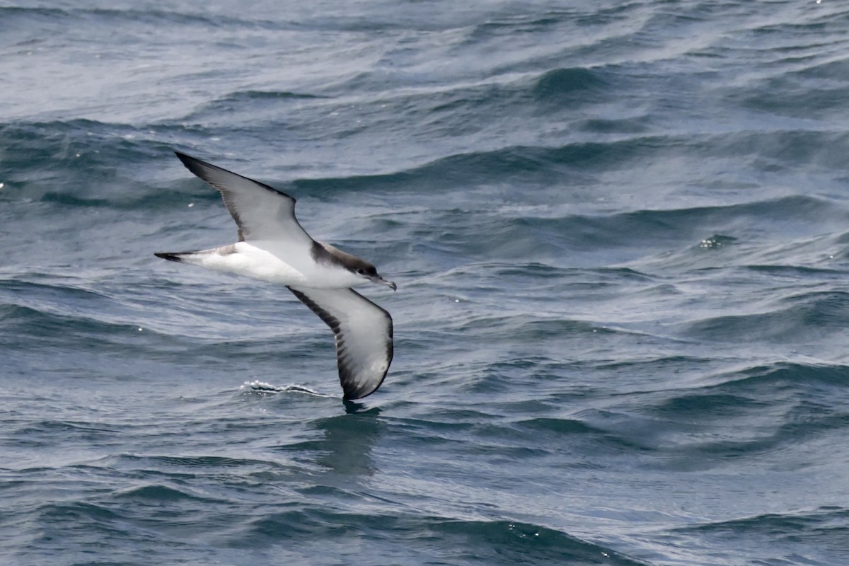 Buller's Shearwater - ML643887441