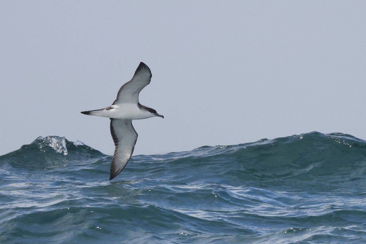 Buller's Shearwater - ML643887442