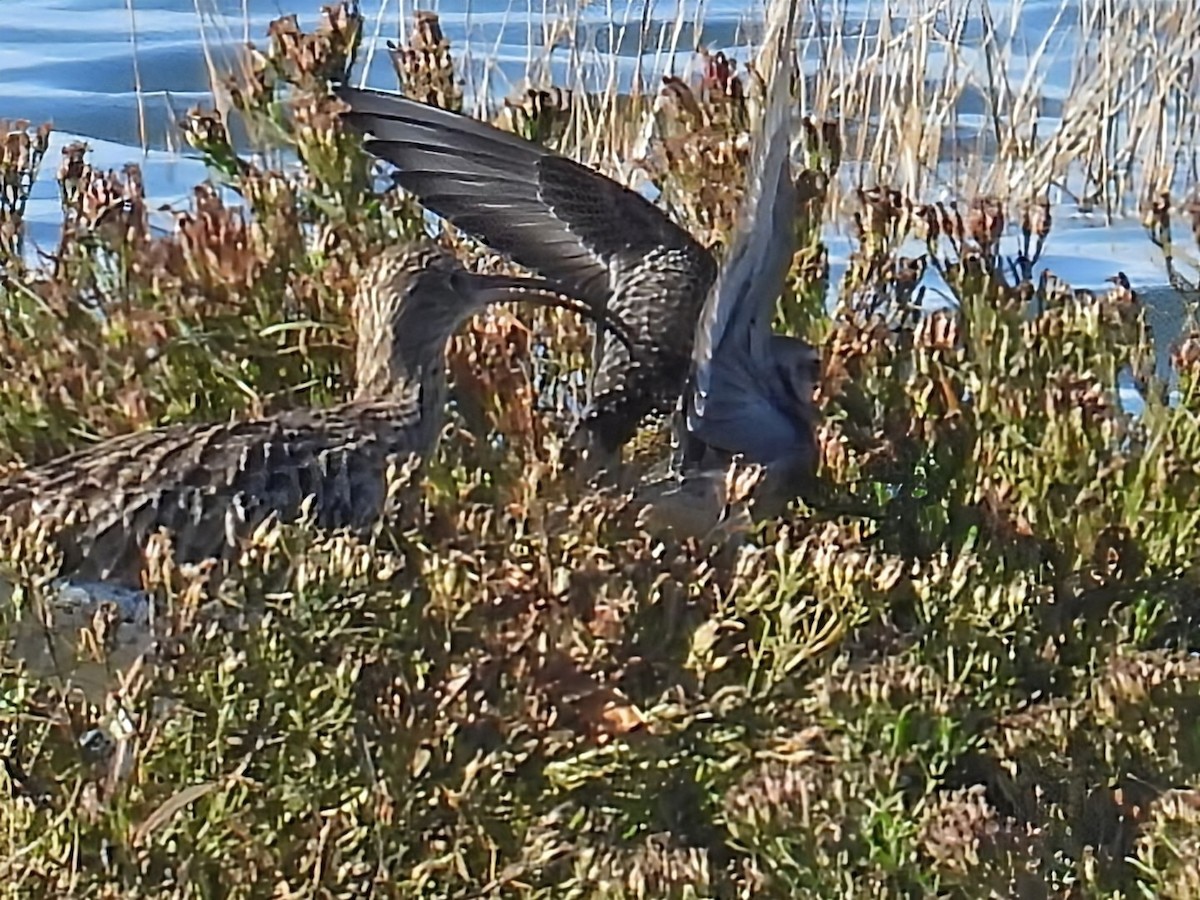 Piviere americano - ML643887445