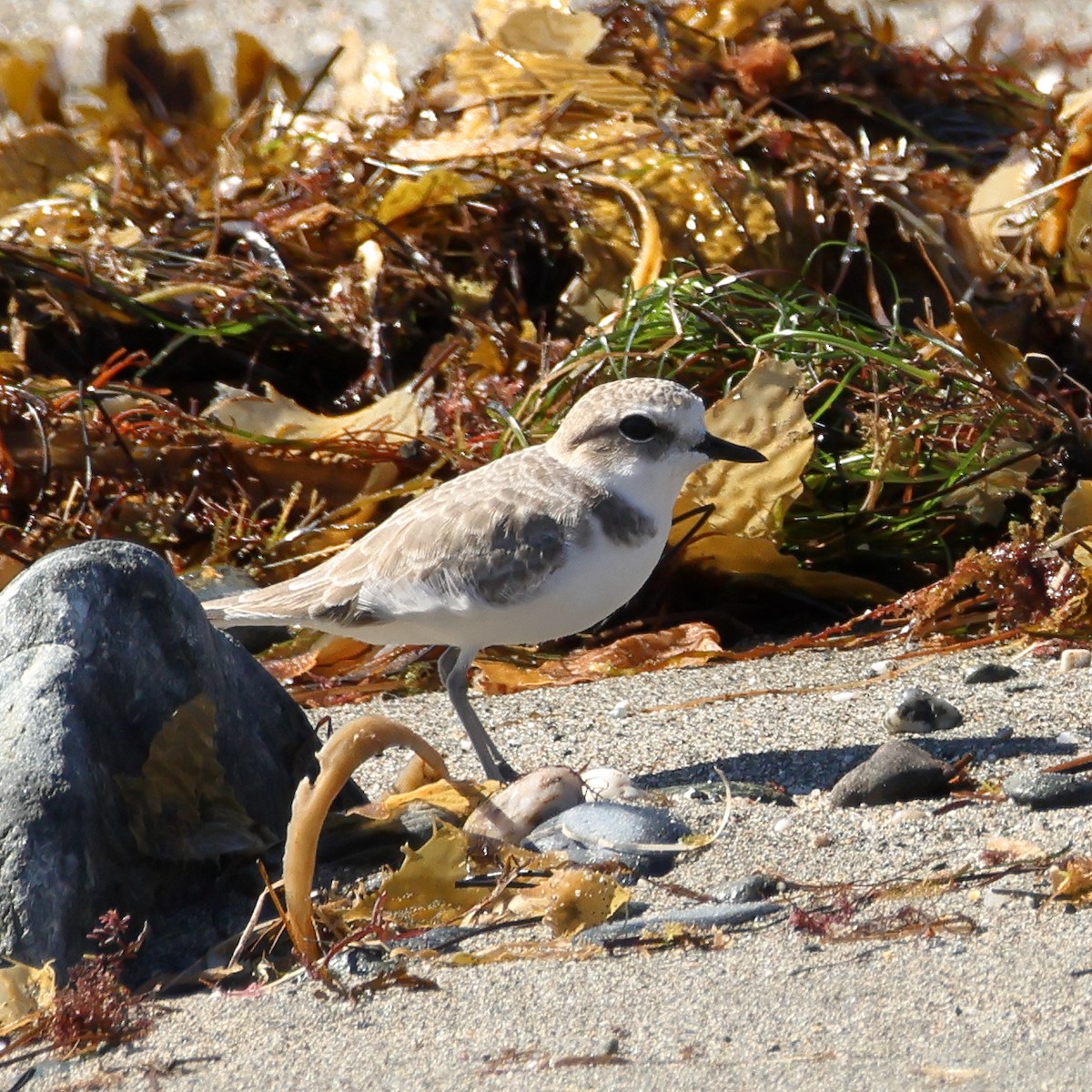 Snowy Plover - ML643887461