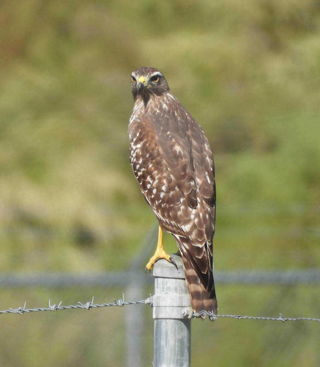 Red-shouldered Hawk - ML643887473