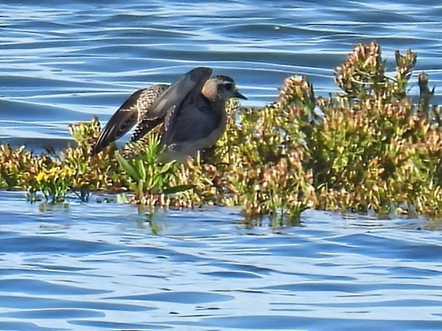 Piviere americano - ML643887474