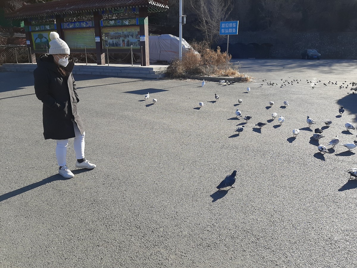 鳩鴿科 - ML643887480