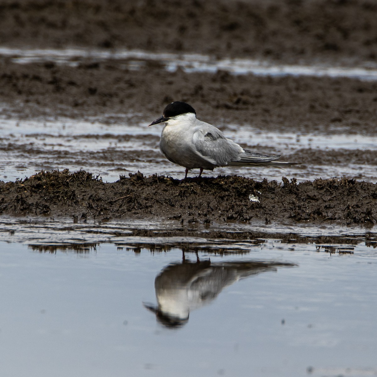 Arctic Tern - ML643887483