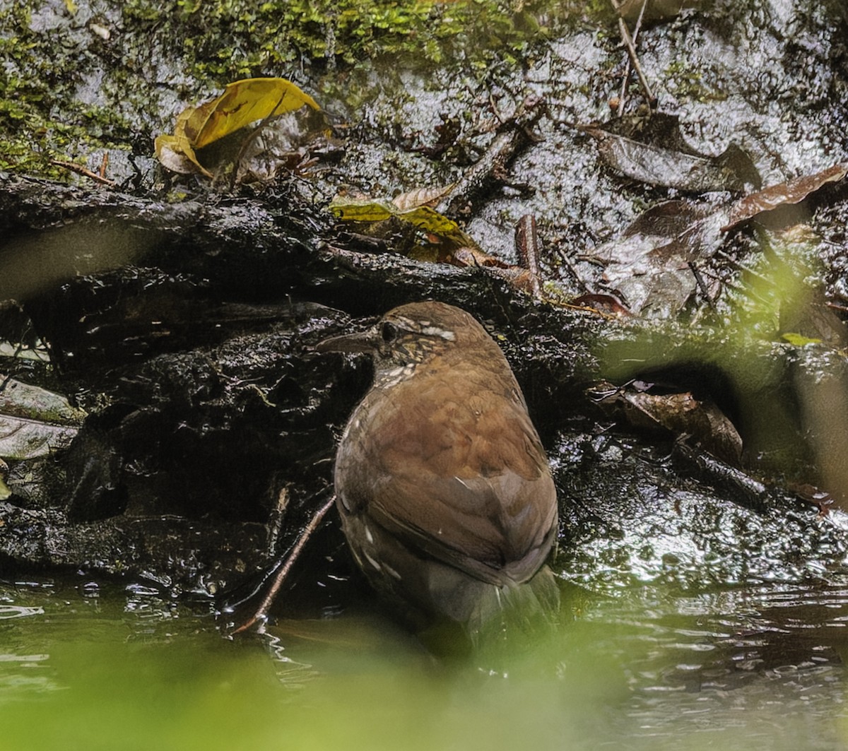 Sharp-tailed Streamcreeper - ML643887487