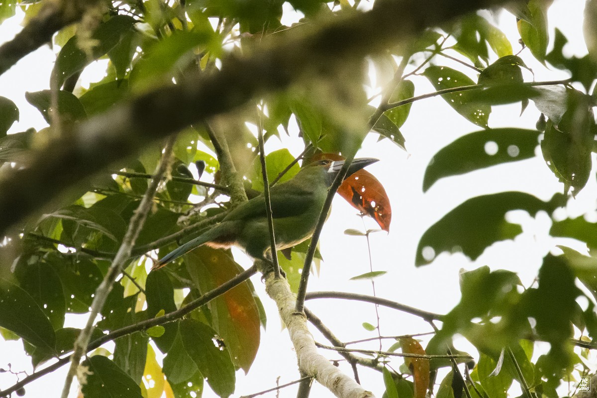Southern Emerald-Toucanet - ML643887488