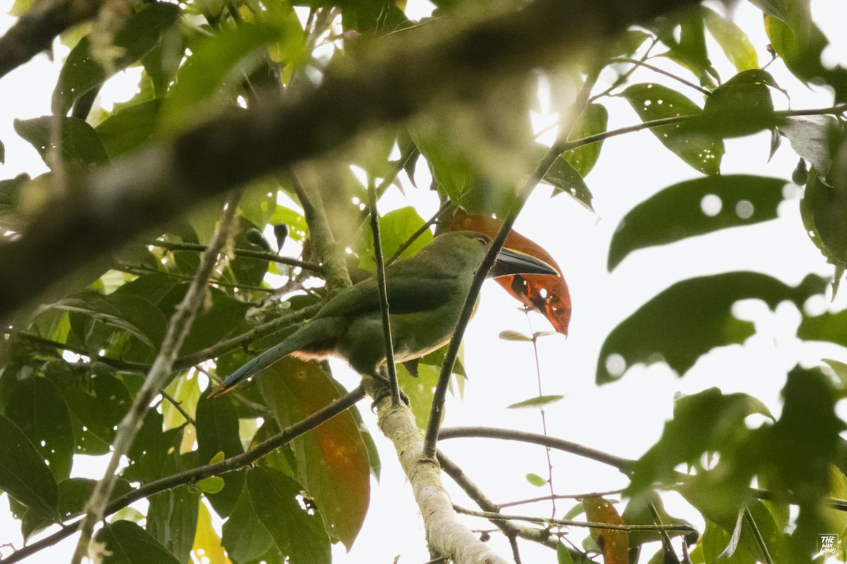 Southern Emerald-Toucanet - ML643887489