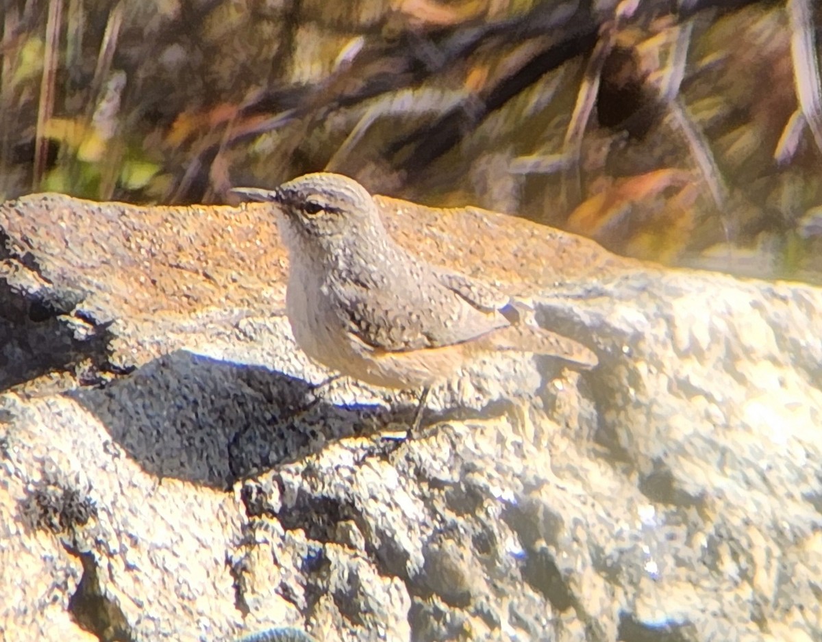 Rock Wren - ML643887500