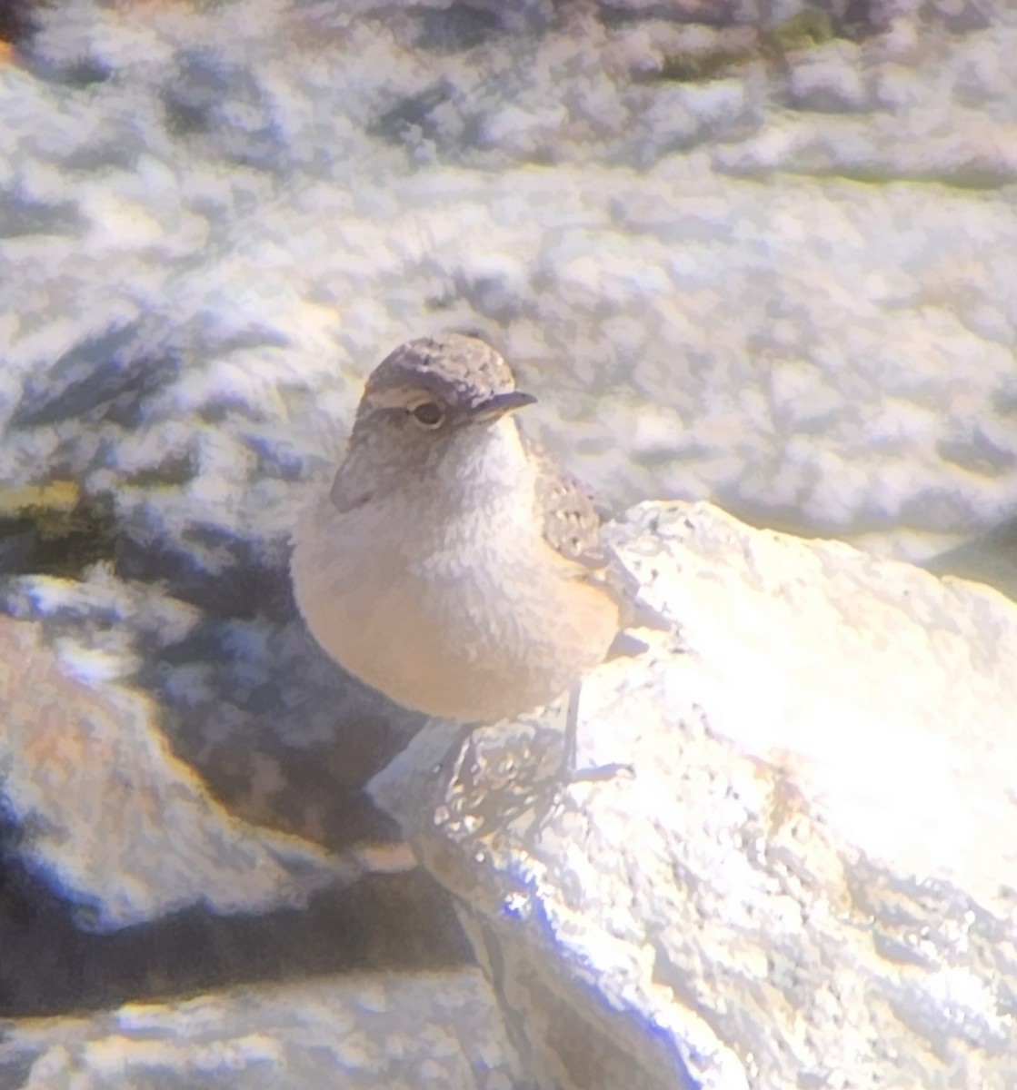 Rock Wren - ML643887509