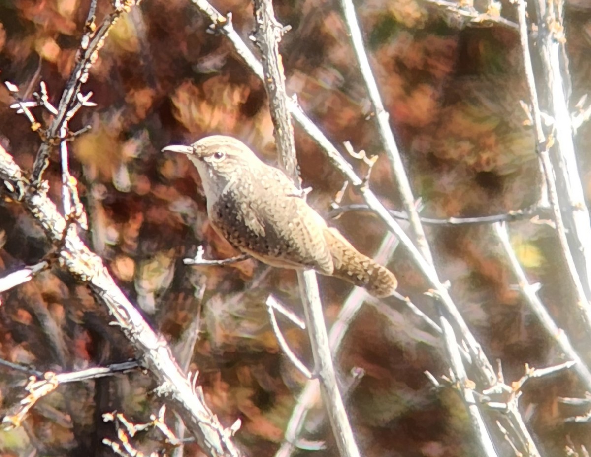 Rock Wren - ML643887514
