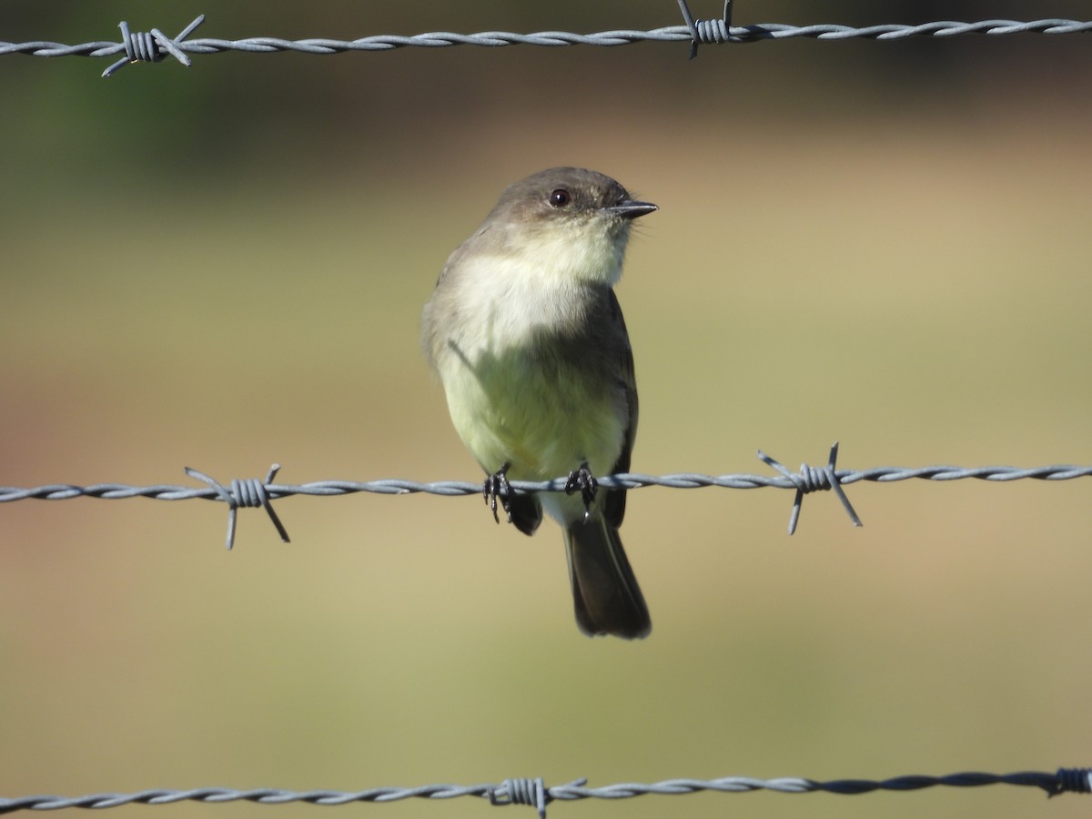 Eastern Phoebe - ML643887517