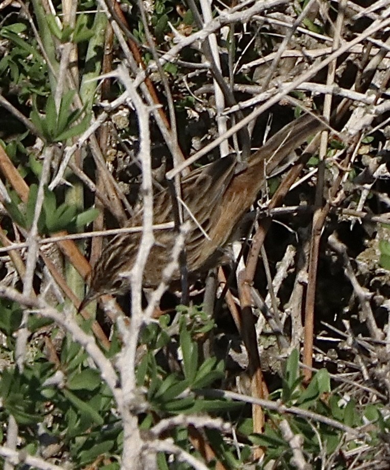 Zitting Cisticola (Western) - ML643887524