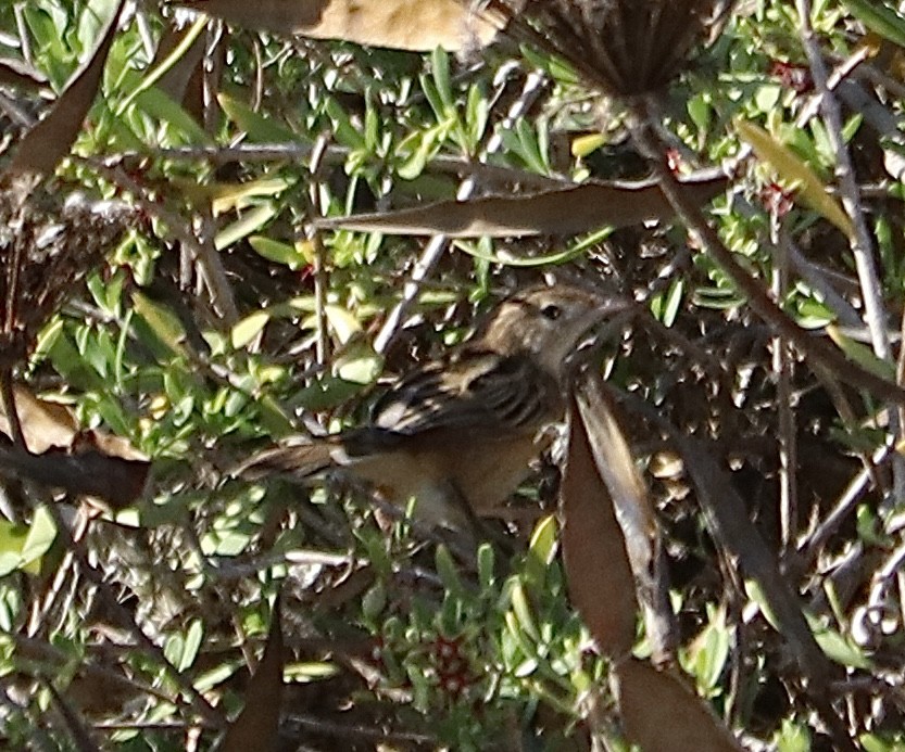 Zitting Cisticola (Western) - ML643887525
