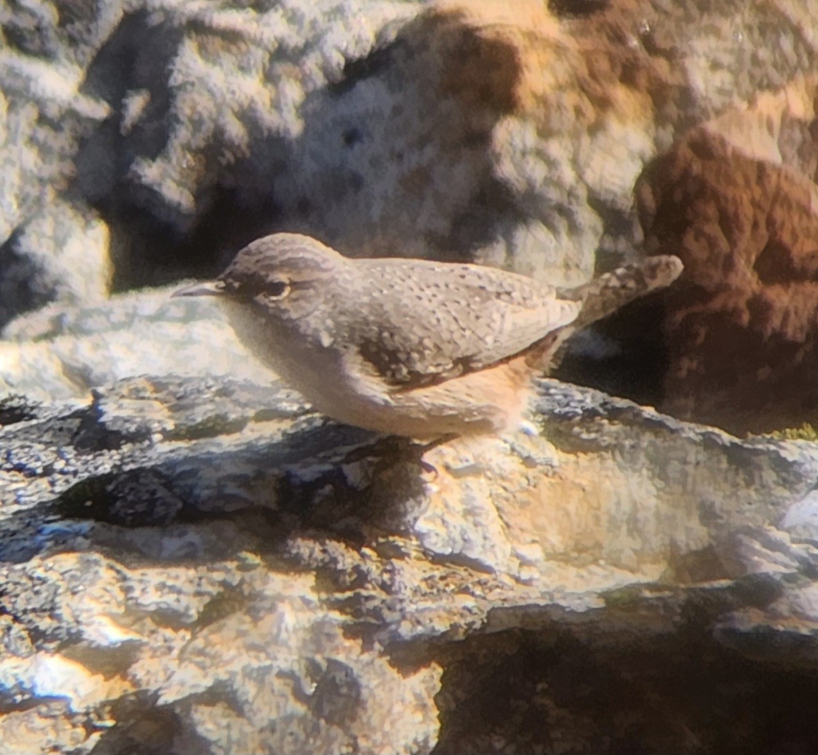 Rock Wren - ML643887527