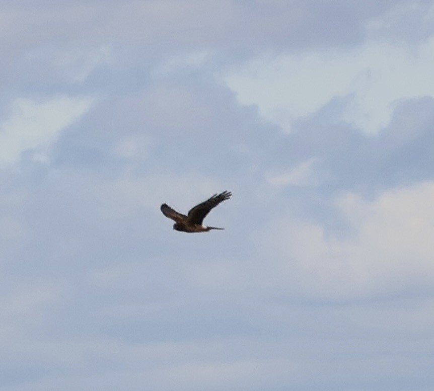 Northern Harrier - ML643887552