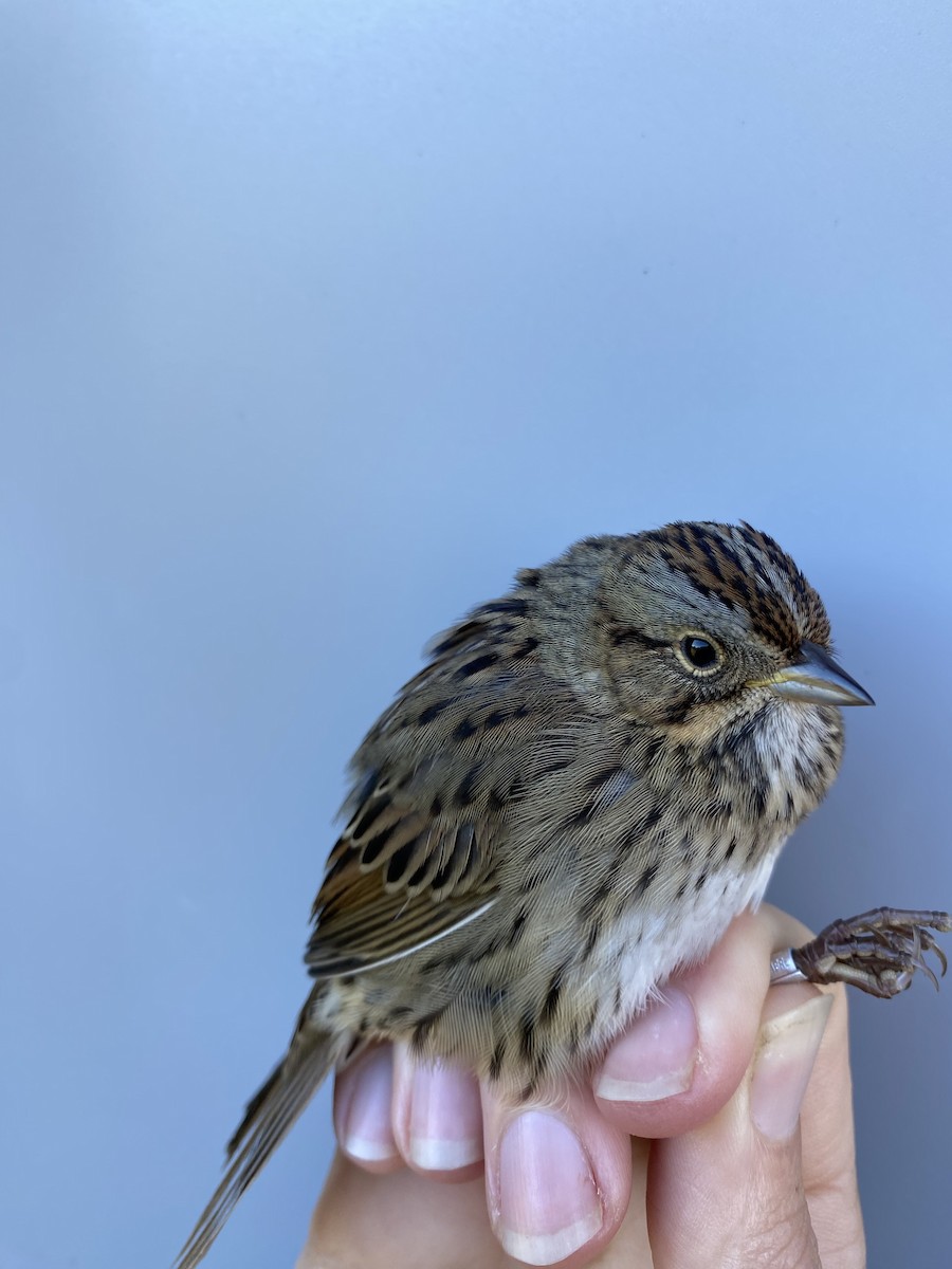 Lincoln's Sparrow - ML643887554