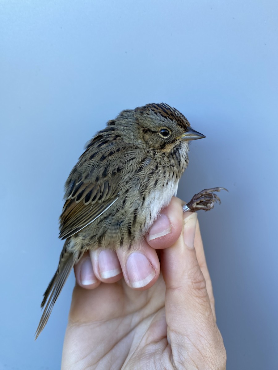 Lincoln's Sparrow - ML643887555