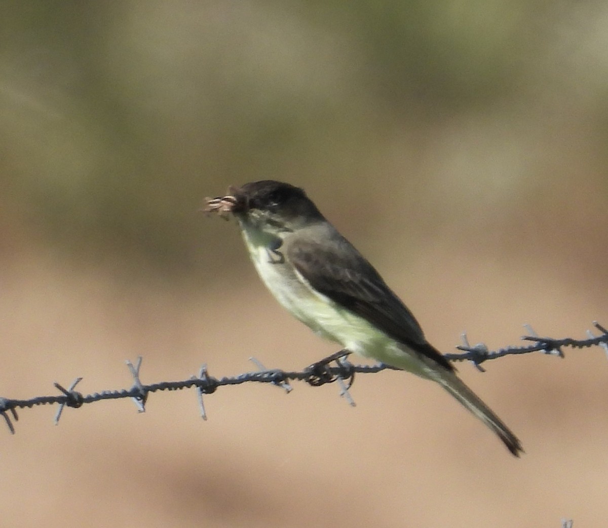 Eastern Phoebe - ML643887557