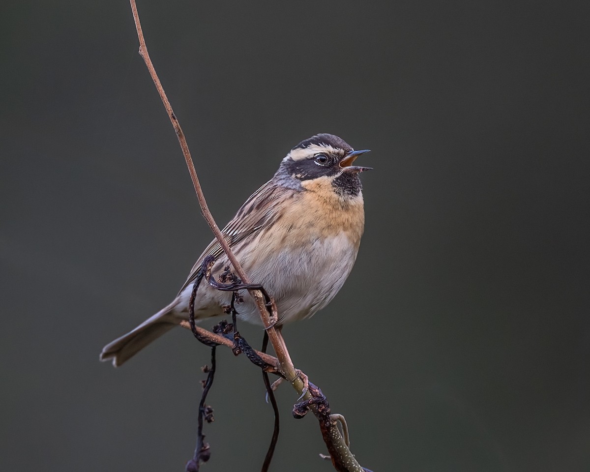 ノドグロイワヒバリ - ML643887611