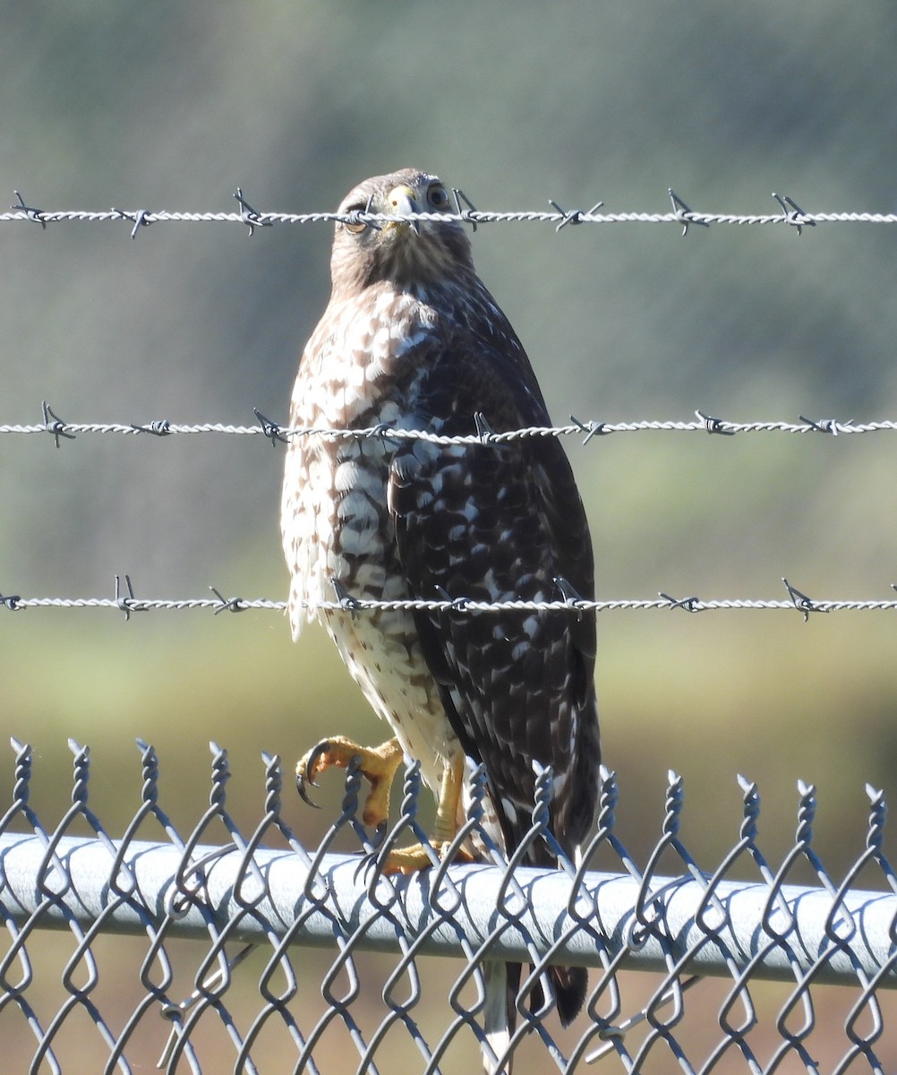 Red-shouldered Hawk - ML643887613
