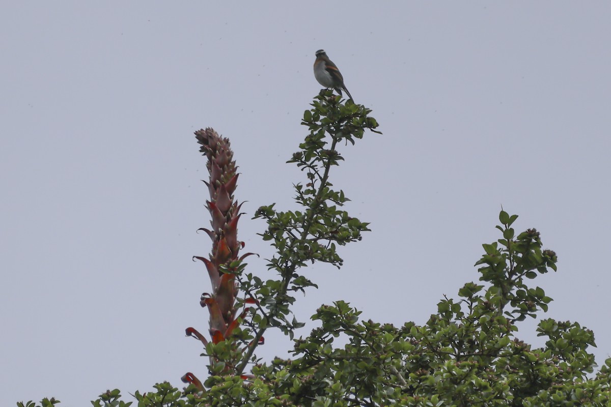 Rufous-breasted Chat-Tyrant - ML643887614