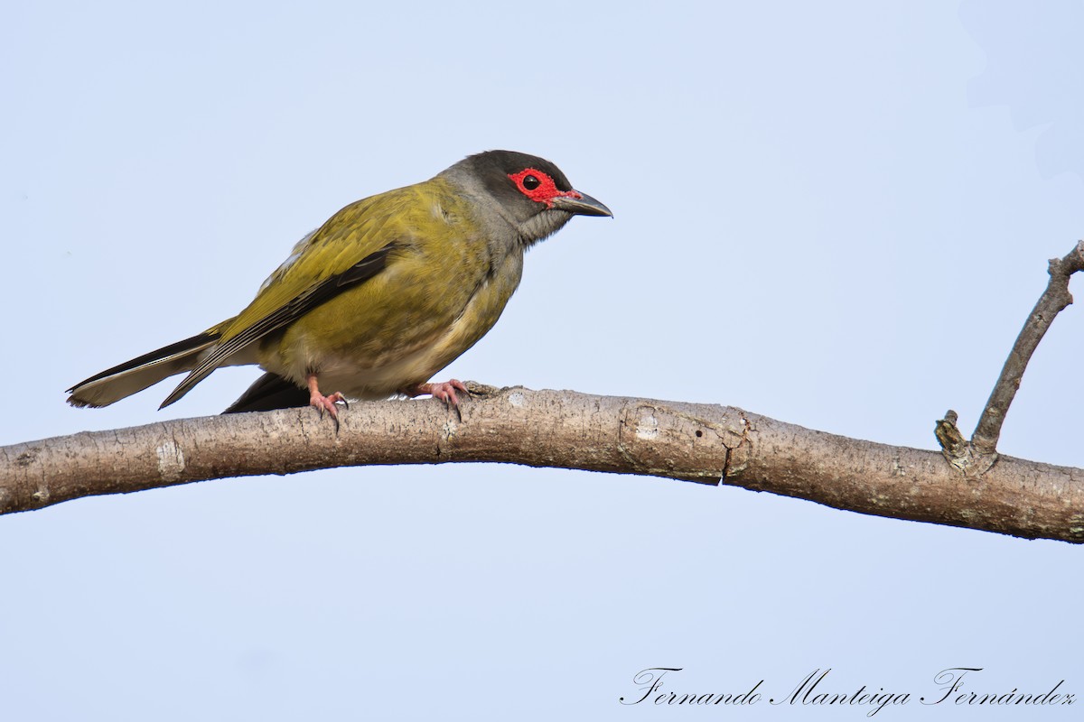 Australasian Figbird - ML643887615