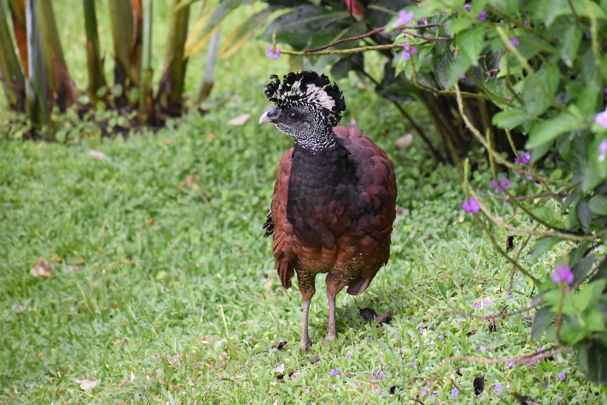 Кракс великий - ML643887628