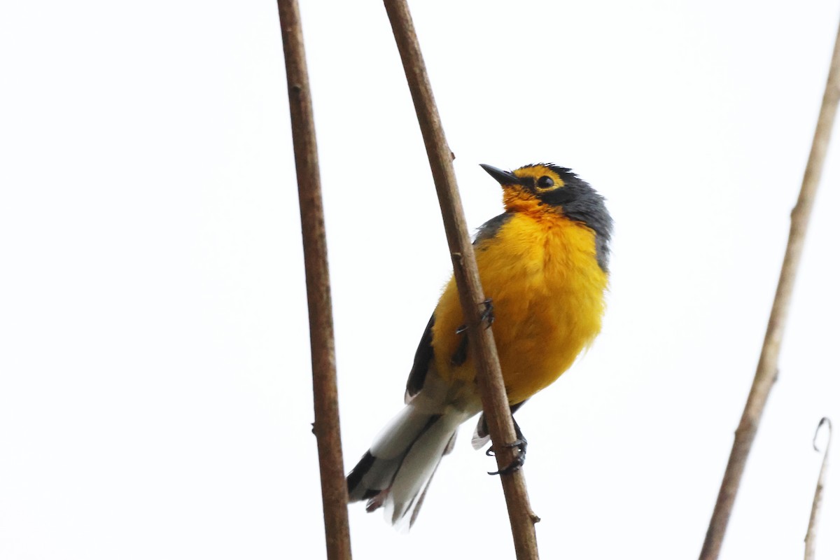 Spectacled Redstart - ML643887646
