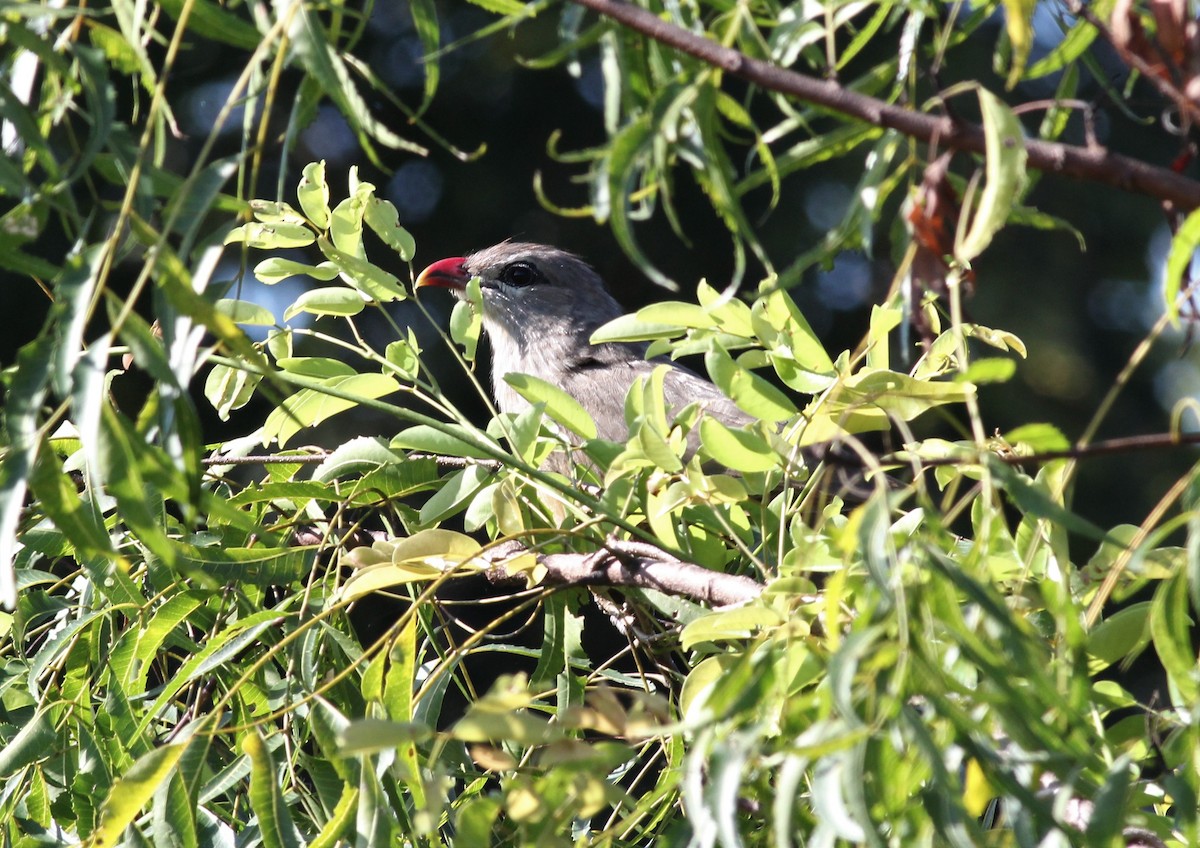 Sirkeer Malkoha - ML643887647