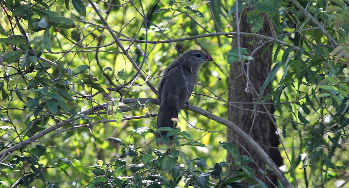 Sirkeer Malkoha - ML643887648