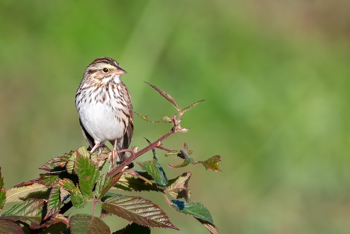 Savannah Sparrow - ML643887653