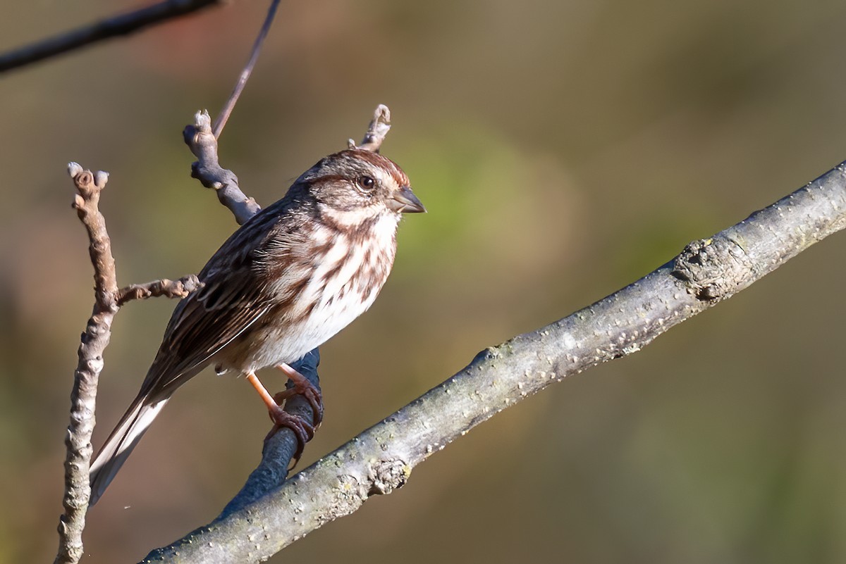 Song Sparrow - ML643887659