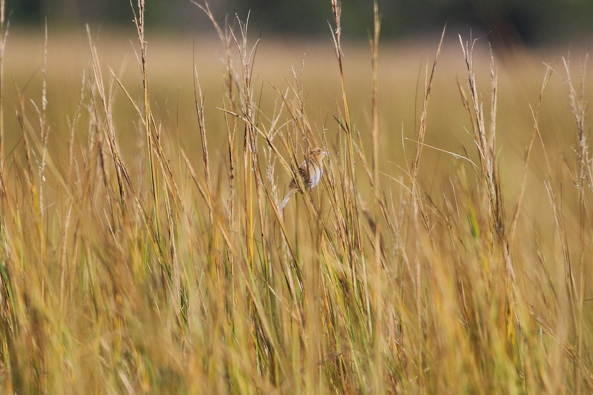 Nelson's Sparrow - ML643887660