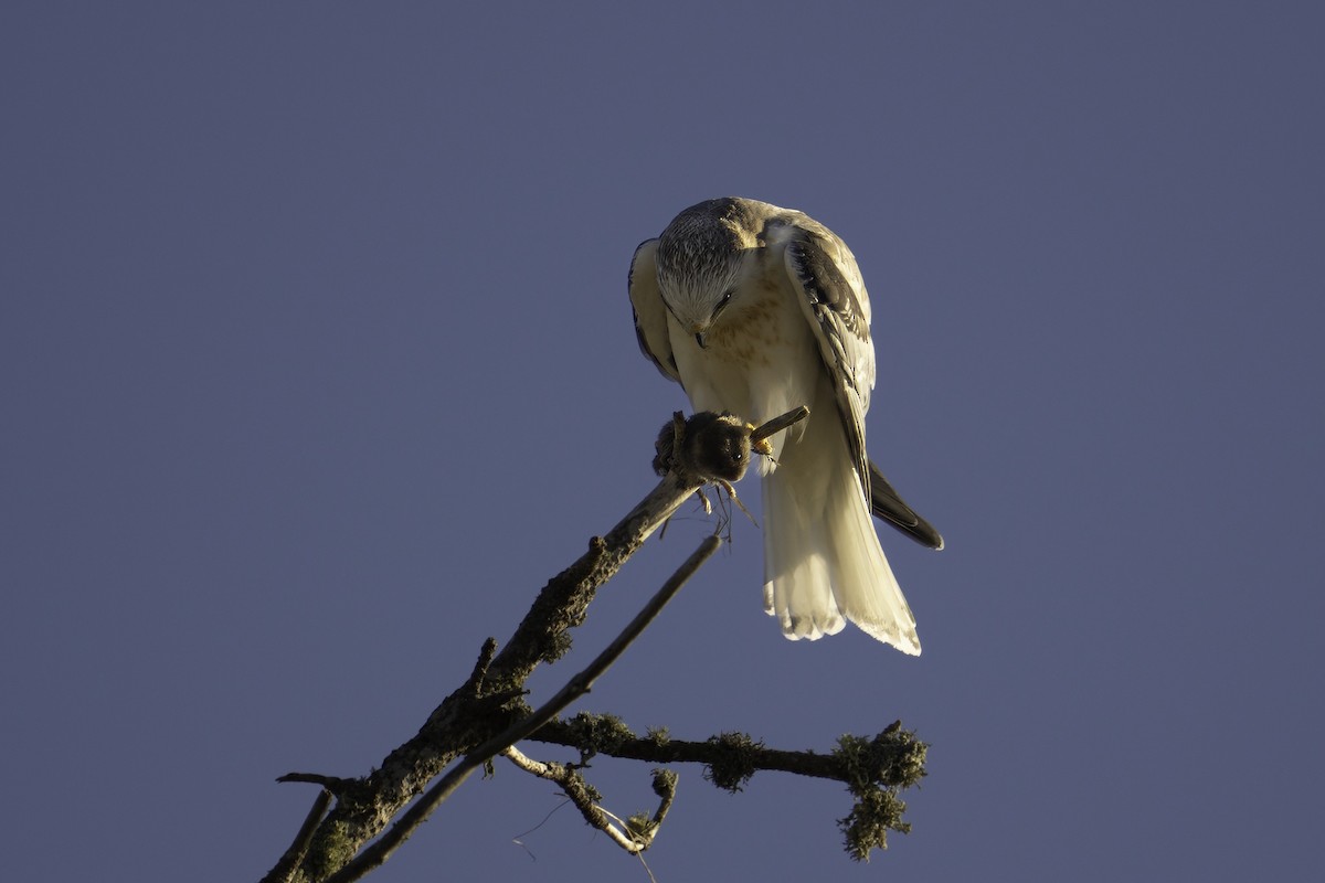 White-tailed Kite - ML643887662