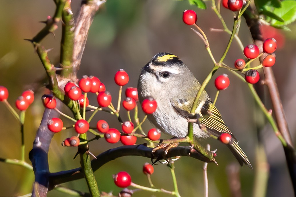 Golden-crowned Kinglet - ML643887678