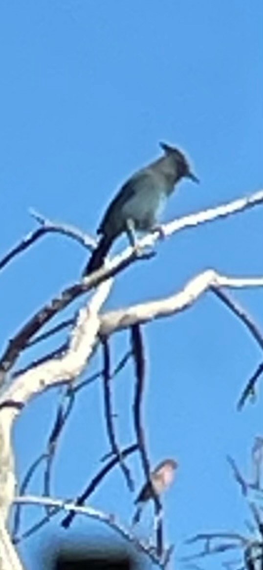 Steller's Jay - ML643887683
