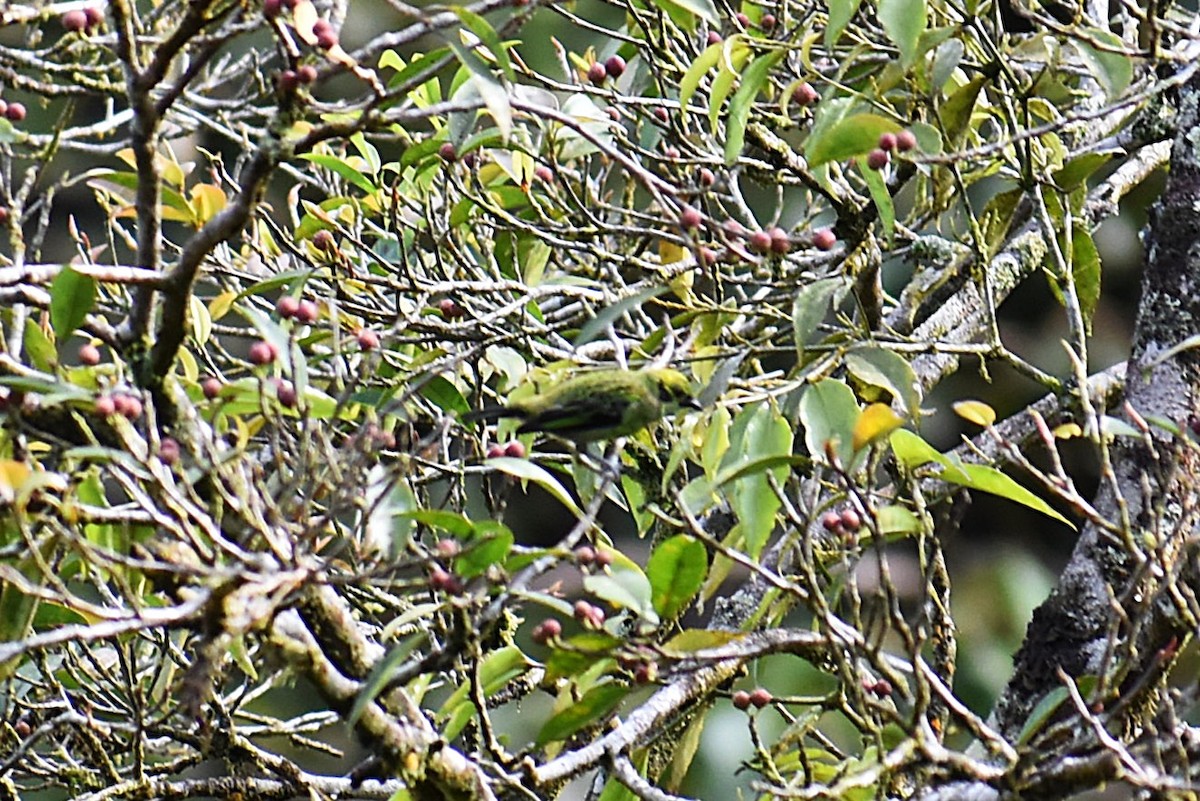 Emerald Tanager - ML643887686