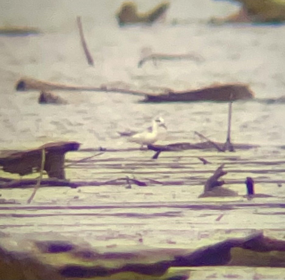 Red Phalarope - ML643887687