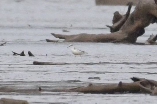 Red Phalarope - ML643887688