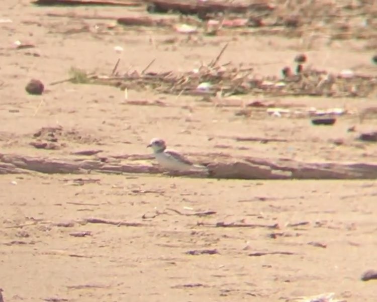 Piping Plover - ML64388771