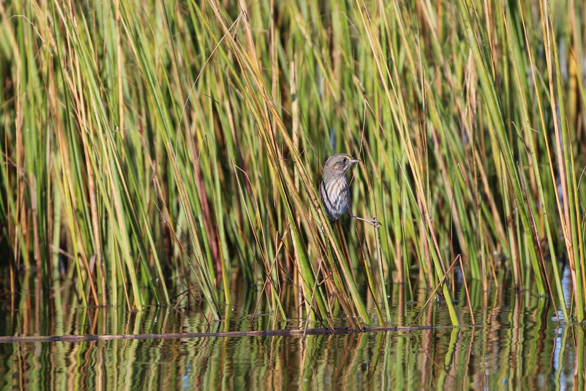 Seaside Sparrow - ML643887711