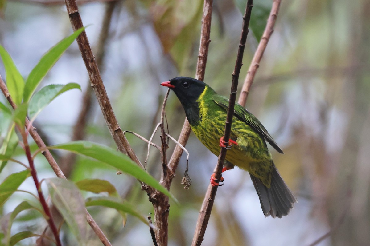 Cotinga vert et noir - ML643887733