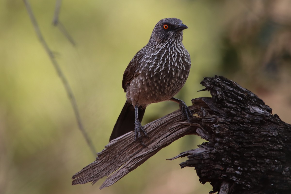 Arrow-marked Babbler - ML643887736