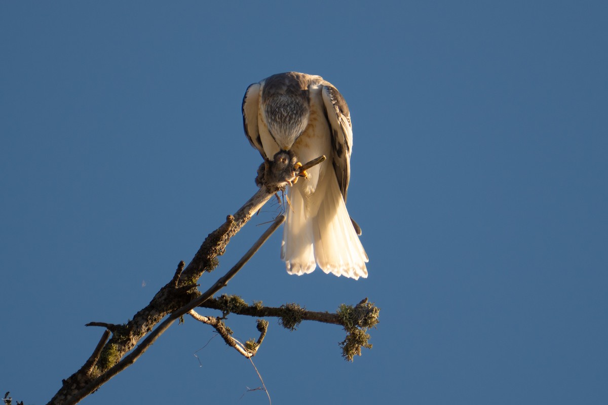 White-tailed Kite - ML643887737