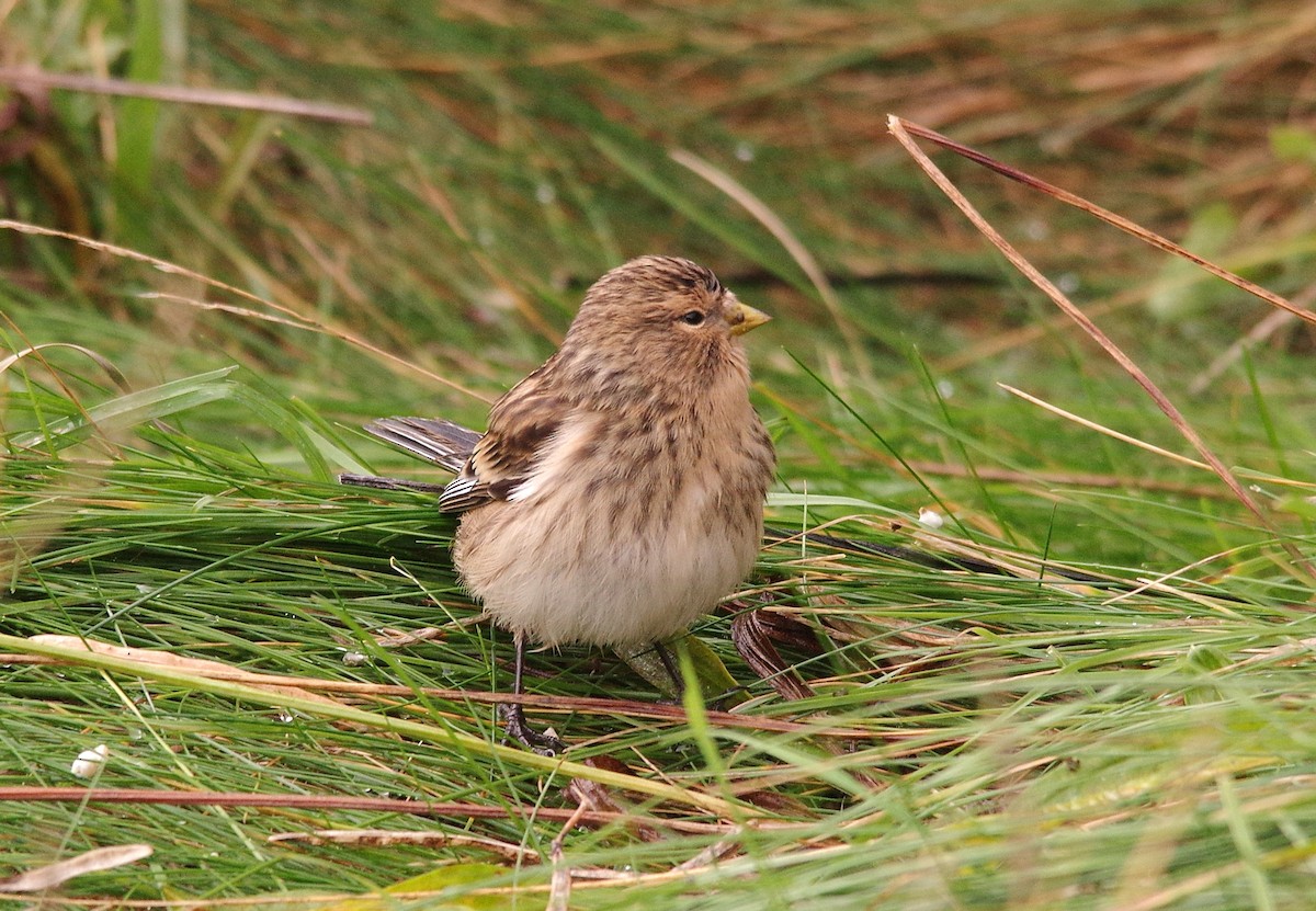 Бор цэгцүүхэй - ML643887746