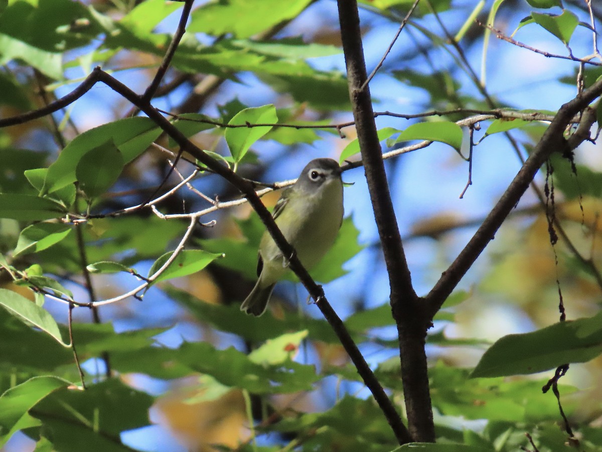 eremittvireo - ML643887747