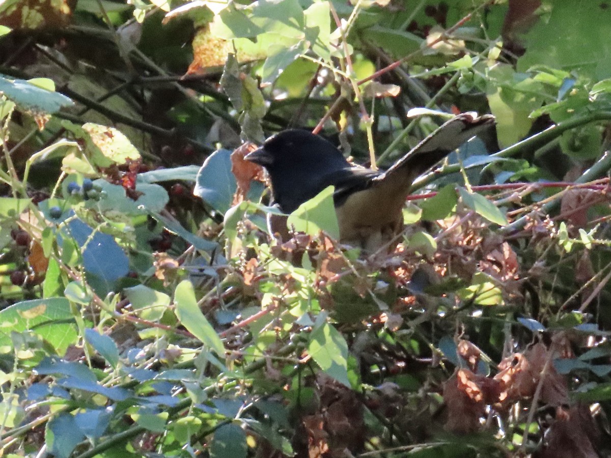 rødsidetovi - ML643887755