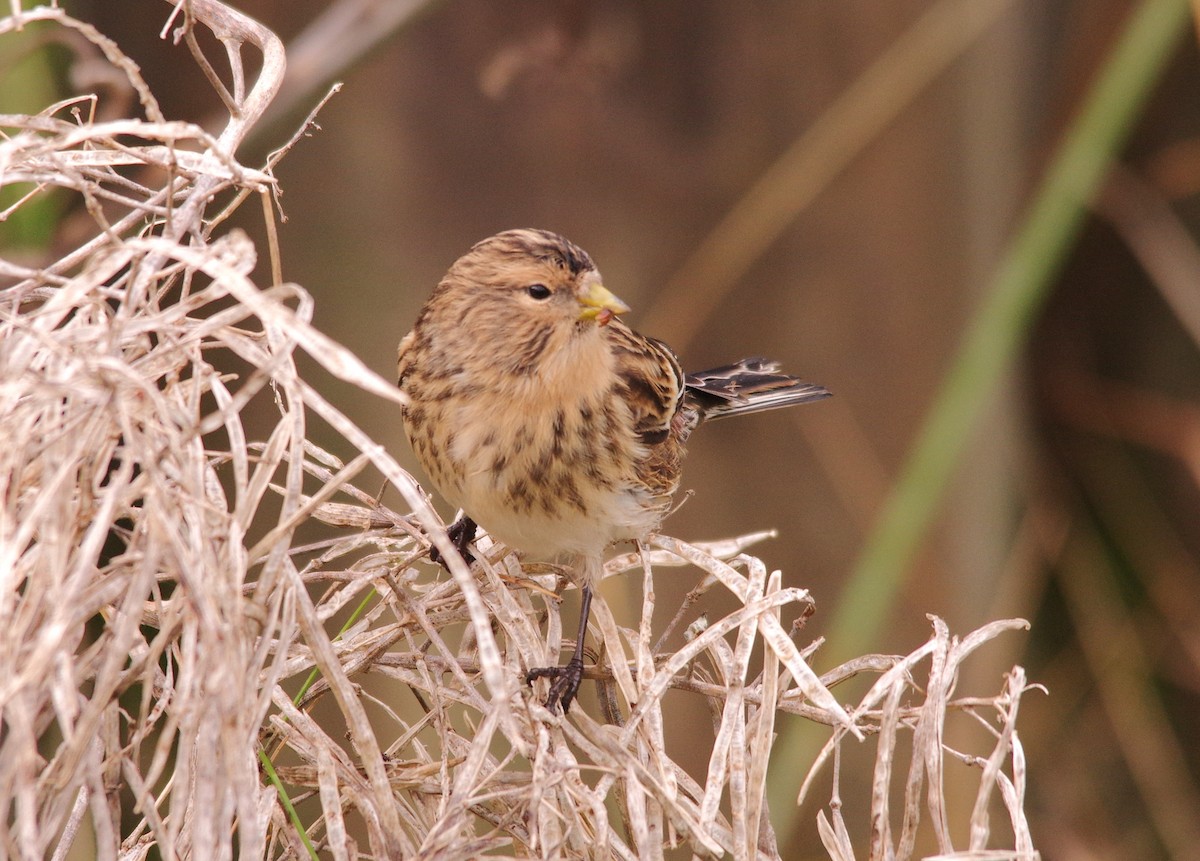 Бор цэгцүүхэй - ML643887763